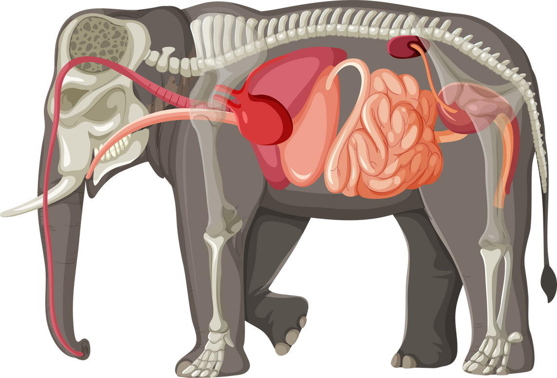 Elephant Anatomy Concept for Science Education