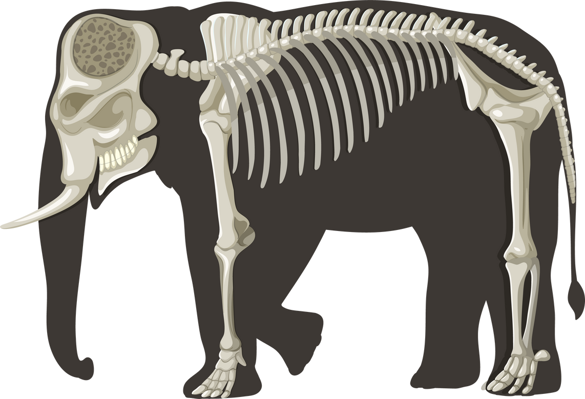 Elephant Anatomy Concept for Science Education