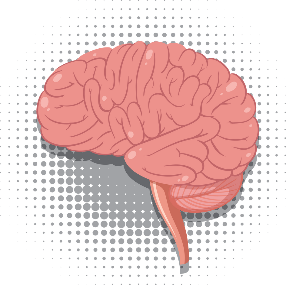 Isolated Human Brain Vector