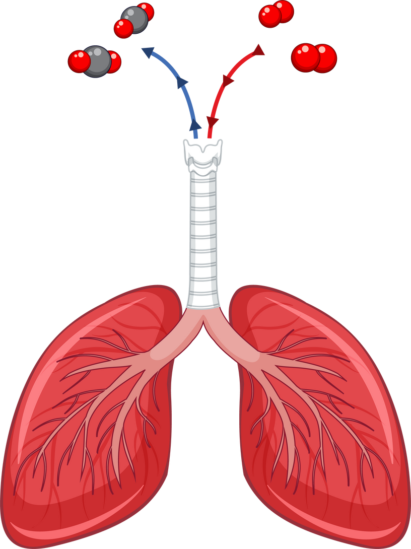 Human Lungs on White Background