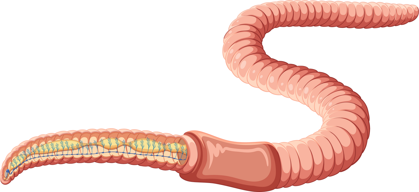 Earthworm Anatomy Concept Vector